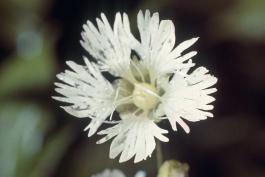 Photo of a starry campion flower