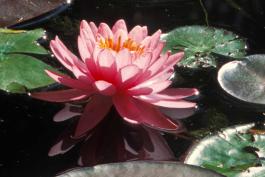 Photo of water lily flower pink variety