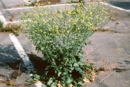 Photo of black mustard plant growing in cracked pavement