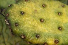 Photo of eastern prickly pear closeup on pad with areoles