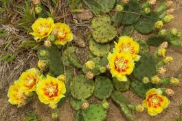 Photo of eastern prickly pear plant with flowers