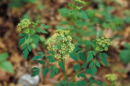 Photo of common golden Alexanders plant with flowers