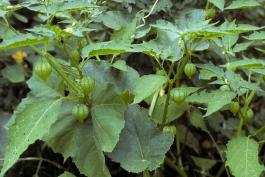 Photo of common ground cherry plants with fruits