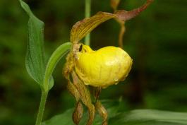 Photo of yellow lady's slipper orchid closeup side view of flower