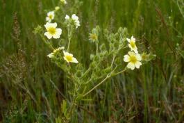 Photo of rough-fruited cinquefoil plant with flowers