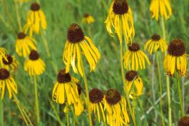 Photo of yellow coneflowers in a patch