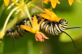 Monarch caterpillar feeding on a butterfly milkweed plant