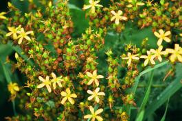 Photo of common St. John’s-wort flower clusters with spent flowers and fruits
