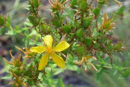 Photo of common St. John’s-wort flower with spent flowers and fruits