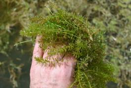 Photo of a clump of hydrilla held in a hand
