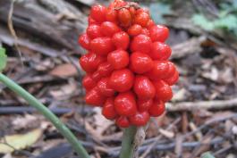 Photo of Jack-in-the-pulpit ripe red fruit cluster