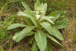 Photo of a mullein plant basal leaves