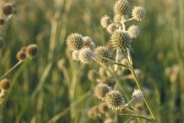 Photo of rattlesnake master flower clusters, side view
