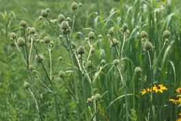 Photo of several rattlesnake master plants in a prairie