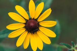 Photo of black-eyed Susan flowerhead with a beetle on it.