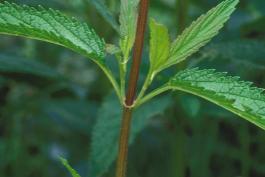 Photo of blue vervain stem showing attachment of opposite leaves.