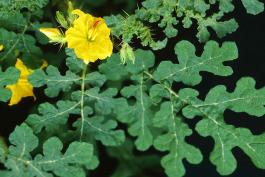 Photo of buffalo bur flower and leaves.
