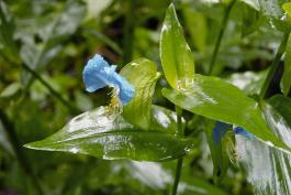 Photo of common dayflower showing flowers and wet foliage.