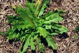 Photo of Carolina false dandelion basal leaves.