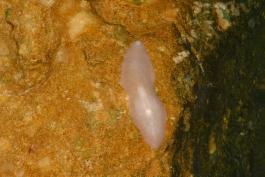 Photo of a pink planarian on a rock.