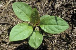 Photo of a young pokeweed plant showing leaves with no reddish tinge.