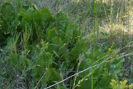 Photo of several prairie dock plants showing large basal leaves.
