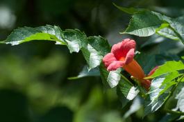Photo of trumpet creeper flower with compound leaf arching nearby.