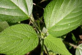 Photo of wood nettle leaves at top of plant.