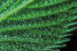 Photo of a young wood nettle leaf showing wrinkled underside with many stinging 