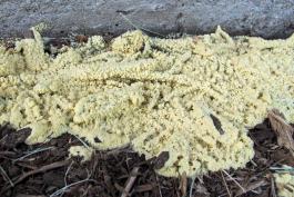 Photo of dog vomit slime mold, very young patch on landscaping mulch.