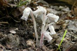 Photo of several Indian pipe plants with flowers, rising out of leaf litter.