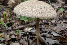 Photo of a parasol mushroom.