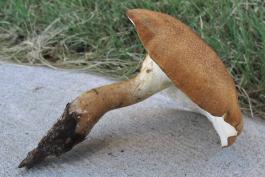 Photo of uprooted rooting polypore mushroom on pavement, showing cap.