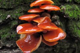 Photo of velvet foot mushrooms showing wet caps.