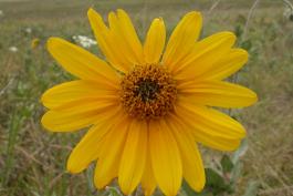 Photo of an ashy sunflower flowerhead.