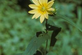 Photo of sawtooth sunflower, showing upper portion of plant.