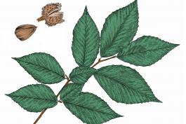 Illustration of American beech leaves and nuts.