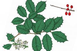 Illustration of American holly leaves, flowers, fruit.