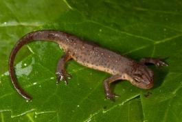 Photo of a central newt eft on a leaf.