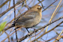 Photo of female rusty blackbird perched on small branch.