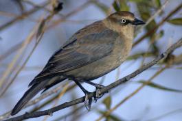 Photo of female rusty blackbird perched on small branch.