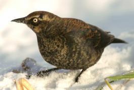 Photo of male rusty blackbird on snow, looking at camera.