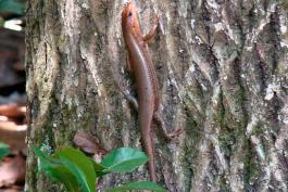 Photo of a broad-headed skink on a tree trunk in Florida.