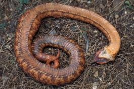 Photo of an orangish eastern hog-nosed snake playing dead.
