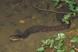 Photo of a northern watersnake in shallow water.