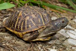 Photo of an ornate box turtle with its arms drawn in.