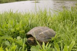 Photo of an eastern snapping turtle walking among plants near a pond.