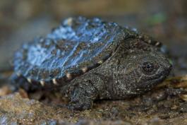 Eastern snapping turtle hatchling looking at camera