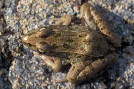 Photo of a southern leopard frog viewed from above.