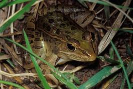 Photo of a southern leopard frog on a pond bank.